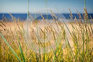 Dune grass blurred sand beach baltic sea
