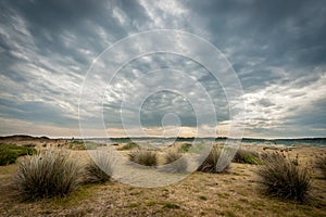 Dune grass in the Dunes d`Hattainville, Normandy Fance