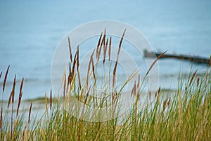 Dune grass in front of blurred eastern sea of Germany
