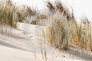 Dune, dune grass, dune landscape