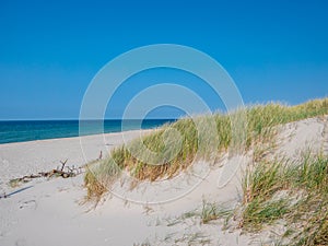 Dune grass at the North Sea Coast