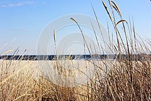 Dune grass with the ocean in the background
