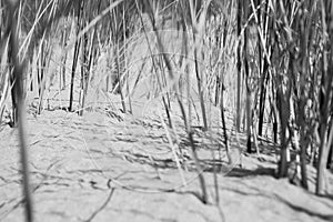 Dune Grass on Sandy Shore