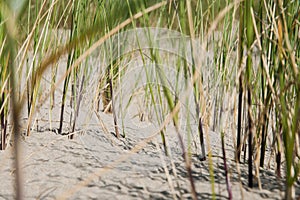 Dune Grass on Sandy Shore