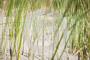 Dune Grass on Sandy Shore