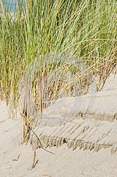 Dune Grass on Sandy Shore