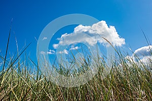 Dune grass on shore of the Baltic Sea in Graal Mueritz, Germany