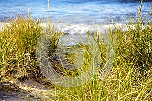 Dune Grass at the Shoreline