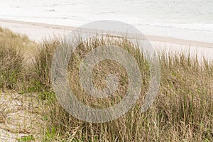 Dune Grass photo