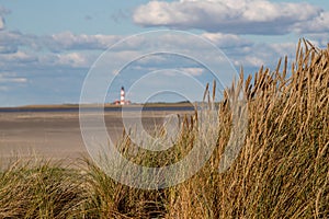 Dune grass with a view of the Westerheversand lighthouse