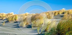 Dune Grass in the Wind