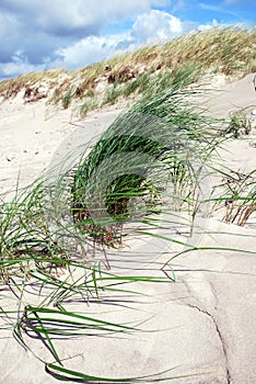 Dune grass in the wind