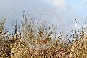 a dune is a hill of loose sand built by aeolian processes and is called Ammophila arenaria, European marram gras, European beachg photo
