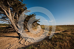 Dune of La Bergere in La Barre de Monts, Vendee