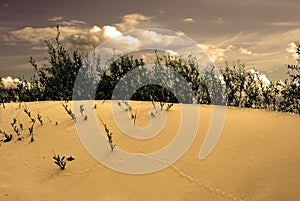 Dune landscape photo