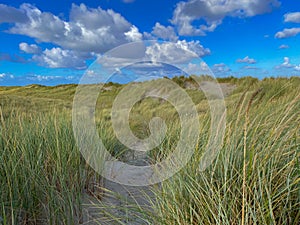 Dune landscape - Dutch island Texel