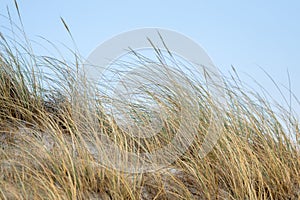 Dune landscape on the island Helgoland