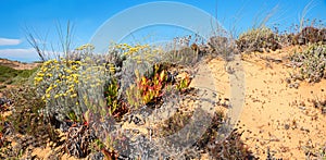 Dune landscape with mediterranean immortelle, coastal flower algarve portugal and blue sky