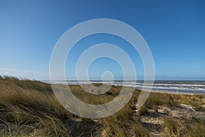 A dune landscape in the sun with marram grass (Ammophila arenaria) in front of the coastline of the Dutch North sea