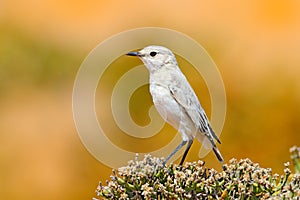 Dune Lark, Calendulauda erythrochlamys, lives in the sand dunes of the Namib Desert, completely endemic. White bird sitting on the