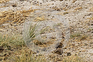 Dune Lark Camouflaged on Grassy Dune