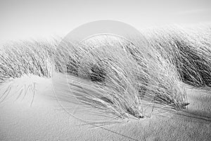 Dune in Leba, Poland. Sand and plants, graphic image.