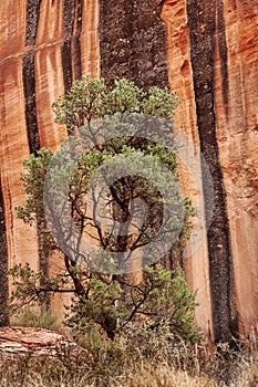 Capitol Reef Desert Landscape, Utah.