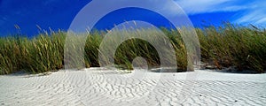 Dune panoramic view blue sky green dune grass white sand