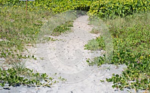 Dune plants on a beach in Florida