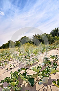 Dune plants on the German Baltic Sea coast