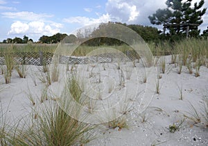 Dune protection at the Baltic Sea in Schleswig-Holstein, Germany. Sandfang and new planting with marram grass. Ammophila arenaria.