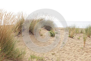 dune sand grass on the beach