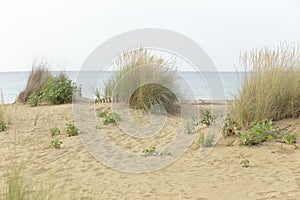 dune sand grass on the beach