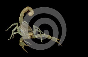 Dune Scorpion