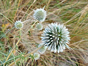 Dune thistle close up with defocused background