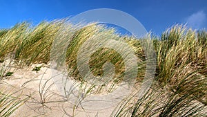 Dune tops with marram grass