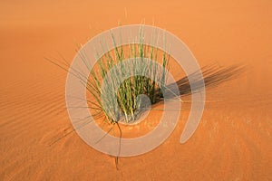 Dune Vegetation