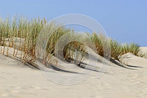 Dune and vegetation in France