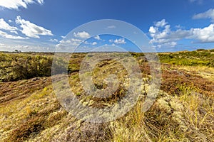 Dune Vegetation on Terschelling Island