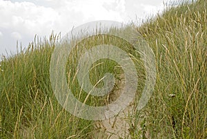 Dunegrass