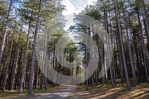 Dunes area called the `schoorlse duinen`