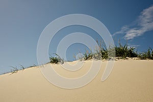 Dunes with beach grass and sandy beach coastli photo
