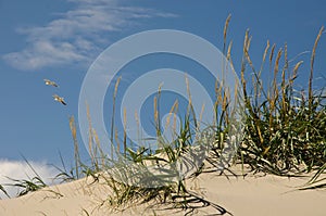 Dunes with beach grass and sandy beach coastli photo