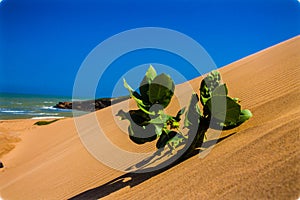 Dunas sobre el Playa de 