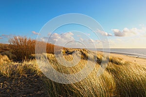 Dunes, beach, marram grass photo