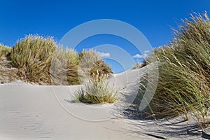 Dunes with Beachgrass