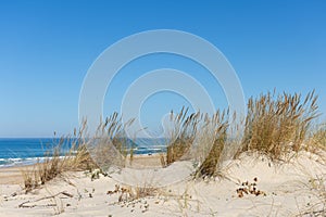 The dunes of Biscarrosse in France photo