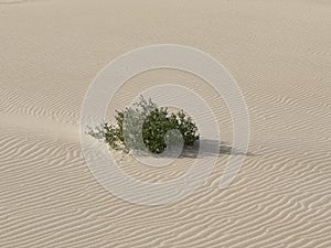 The Dunes of Bolonia photo