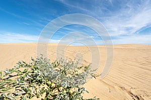 Dunes of the Cabo Polonia National Park in the Department of Rocha in Uruguay photo