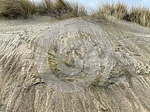 Dunes at the coast in Wassenaar in closeup.